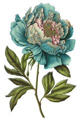 isolated turquoise, pink, peony flower, botanical drawing, spring, decorative floral illustration, transparent background, png, horizontal, vertical, springtime, floral, generative ai
