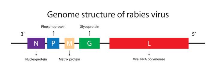 Genome structure of rabies virus - obrazy, fototapety, plakaty