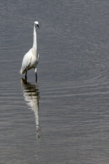 Little egret, egretta garzetta, searching for food