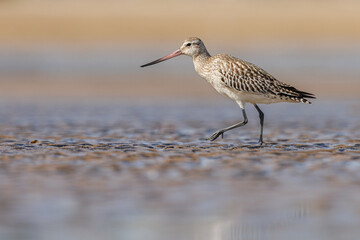 Bar-Tailed Godwit (Limosa lapponica) feeding on shore..