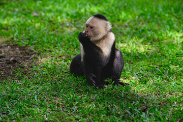 White-faced Capuchin Monkey portrait on green grass