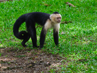 White-faced Capuchin Monkey portrait on green grass