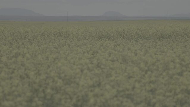 Multiple Rack Focuses of a Yellow Conola Oil Flower Field in Montana (Raw)