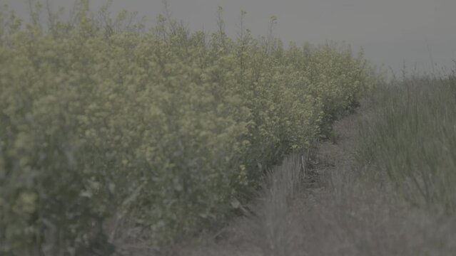 Edge of a Yellow Conola Oil Flower Field in Rural Montana (Raw)