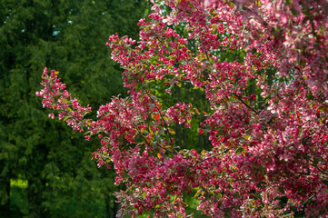 Malus apple plant blooming in spring, bright purple-pink leaves on branches
