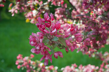 Decorative Malus apple plant blooming in spring, close-up of bright purple-pink flowers and leaves on branches