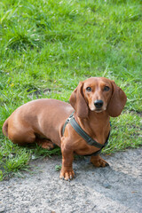 A young dachshund dog sits and looks at the viewer