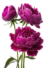 isolated pink, hot pink, peony flower, spring, decorative floral illustration, transparent background, png, horizontal, vertical, springtime, floral, generative ai