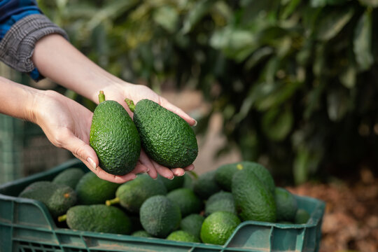 Avocados held in hands by anonymous person over the full avocado box on the ground in the garden