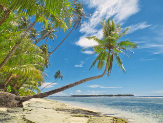 Palm trees overhanging a deserted tropical beach