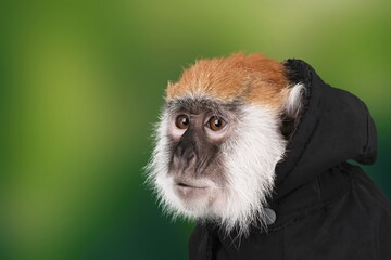 Happy baby cute chimpanzee on green nature background