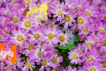 The first spring flowers in the snow are on sale. Background, selective focus