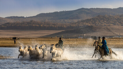 Horses Running in Shallow Water at Sunset
