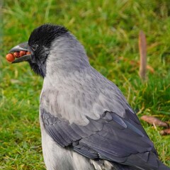 crow on the grass