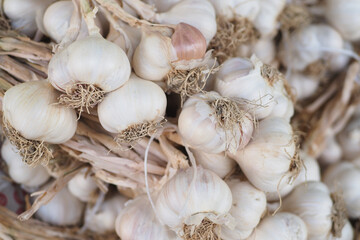 close up pf garlic on white background,