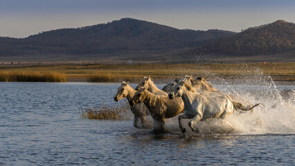 Horses Running in Shallow Water at Sunset