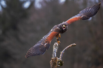 Harris's hawk (Parabuteo unicinctus) starts with a scream