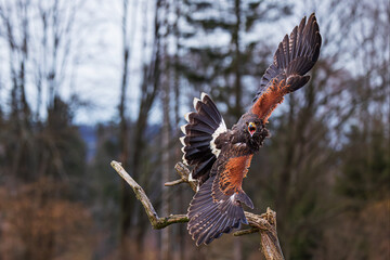 Harris's hawk (Parabuteo unicinctus) took off screaming