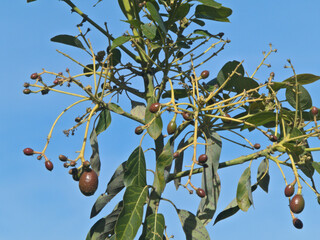 P. americana, avocado plant flowers