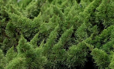 Green bush close up photo. Natural green pattern. Backgrounds and textures. 
