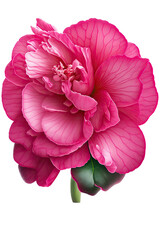  isolated hot pink, begonia flower photo, spring, decorative floral illustration, transparent background, png, horizontal, vertical, springtime, floral, no background, generative ai