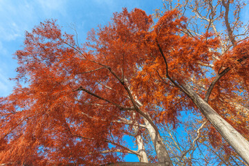 Trees with wonderful autumn colors in the Parco Ciani, seen from below, Lugano lake, Ticino, Switzerland. Concept about tranquility and relaxation