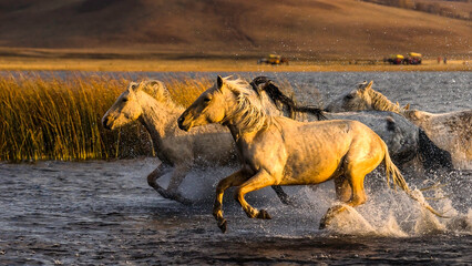 Horses Running in Shallow Water at Sunset