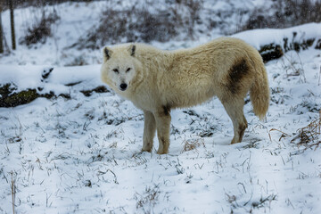 Arctic wolf (Canis lupus arctos) is dirty