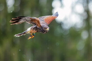 Harris's hawk (Parabuteo unicinctus) in flying