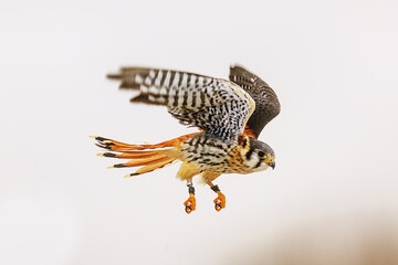 The American kestrel (Falco sparverius) in flying