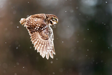 cute little owl (Athene noctua) flying in the falling snow
