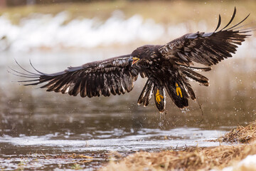 young bald eagle (Haliaeetus leucocephalus) going to hunt in the water