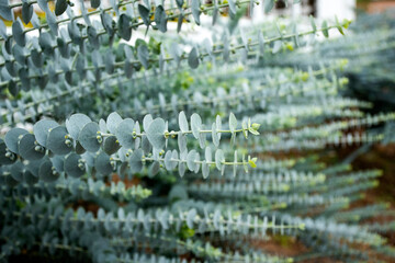 Powdery eucalyptus baby blue - Medicinal leaves of eucalyptus