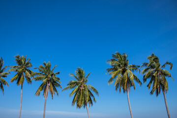 Obraz na płótnie Canvas coconut trees lined up againts blue sky and green field at roadside in thailand