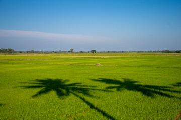 shadow of coconut tree casting on green rice field and blue sky in thailand
