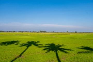 shadow of coconut tree casting on green rice field and blue sky in thailand