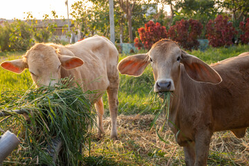 close up shot of young cow eating grass in countryside of thailand