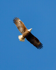 eagle in flight