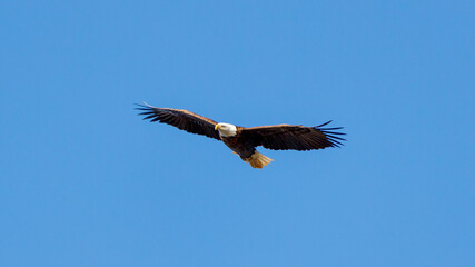 american bald eagle