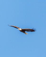 eagle in flight