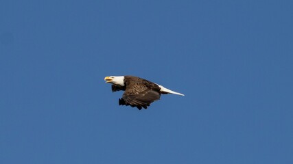 american bald eagle
