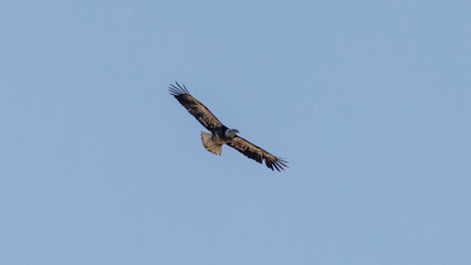 Eagle in Flight