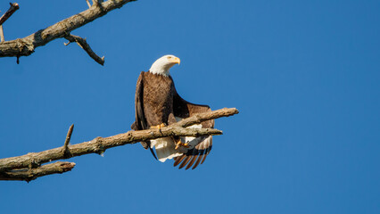 american bald eagle