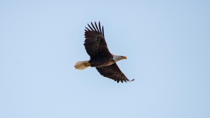 american bald eagle