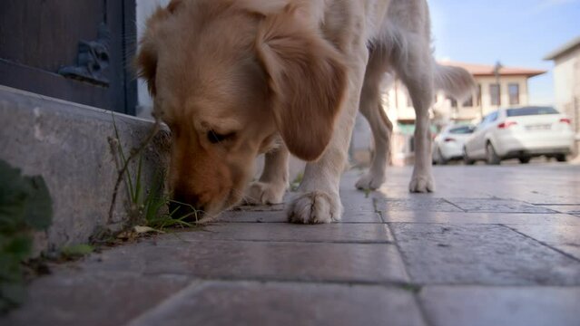 beautiful sand-colored plush dog sniffs asphalt on street, close up view. funny pet is looking for something on curb and pokes its muzzle on floor.