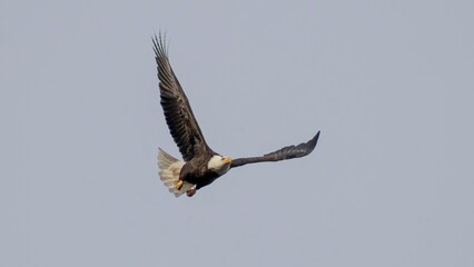 American Bald Eagle