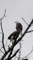 Eagles perched on a branch