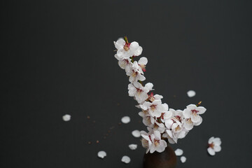 白梅