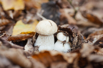 Young white edible porcini boletus in the foliage, close up. Autumn hobby of picking mushrooms, food of wild nature