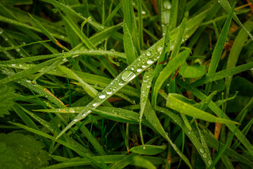 dew drops on grass